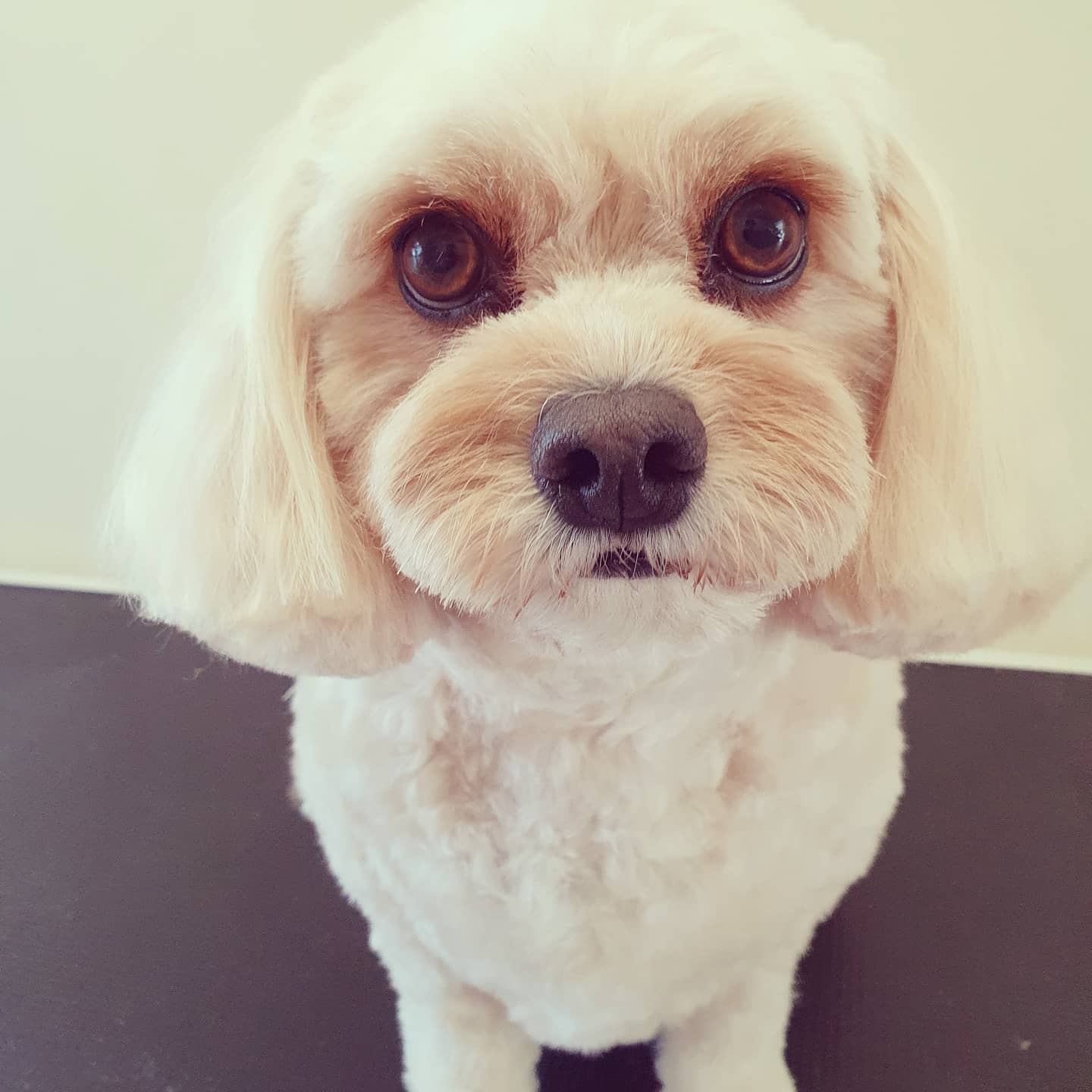 worthing dog groomer - minnie cavachon